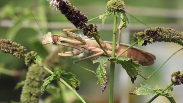 Gran Mantis Religiosa Una Planta — Vídeos de Stock