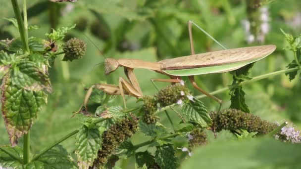 植物に大きなカマキリ — ストック動画