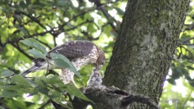 Cooper's hawk dal kuş beslenir