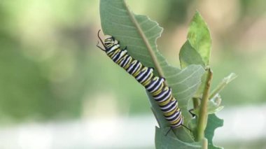 Monarch kelebek caterpillar süt kardeş bitki yemek