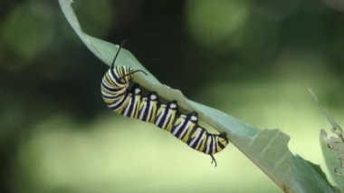 Monarch kelebek caterpillar süt kardeş bitki yemek