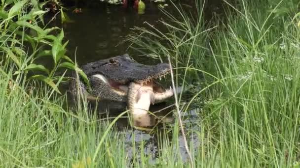 Alligator Met Een Vis Verbergen Een Moeras — Stockvideo