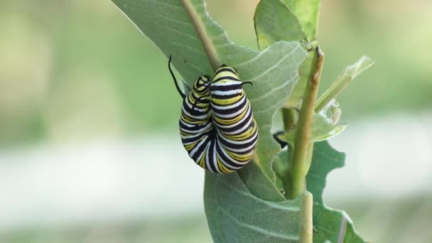 Monarkfjärilen Caterpillar Äta Milkweed Växt — Stockvideo
