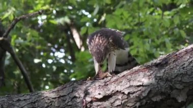 Cooper's hawk sincap dal beslenirler