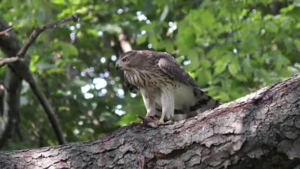 Cooper Van Hawk Voeden Met Chipmunk Een Tak — Stockvideo