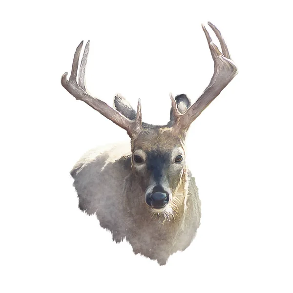 鹿頭の白い背景に分離された水彩画 — ストック写真