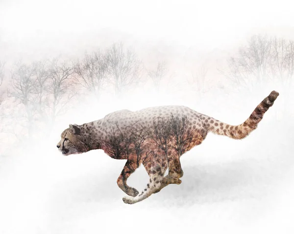 Double Exposure Running Cheetah Trees — Stock Photo, Image