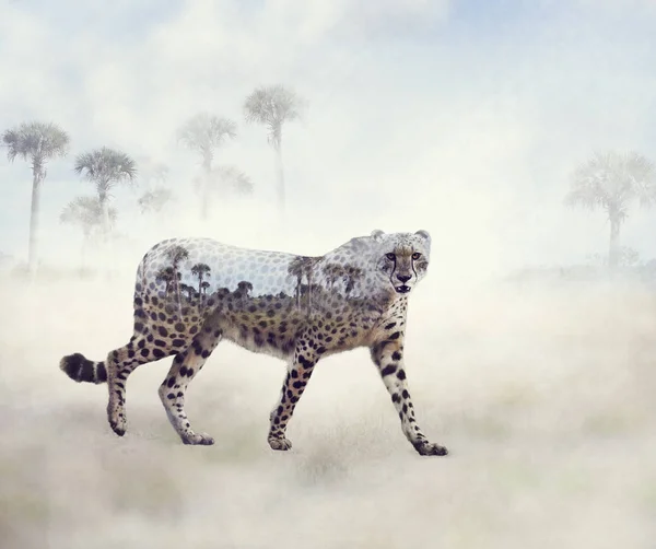 Dvojitá Expozice Turistických Gepard Palem — Stock fotografie