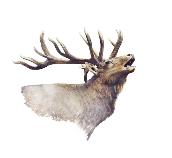 Bull Elk Portret Acuarelă Fundal Alb — Fotografie, imagine de stoc