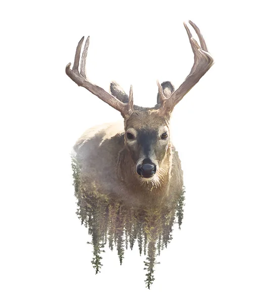 シカと森 白い背景の水彩画の二重露光効果 — ストック写真