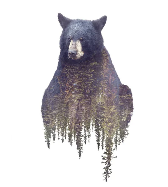 Bear Forest Watercolor Double Exposure Effect White Background — Stock Photo, Image