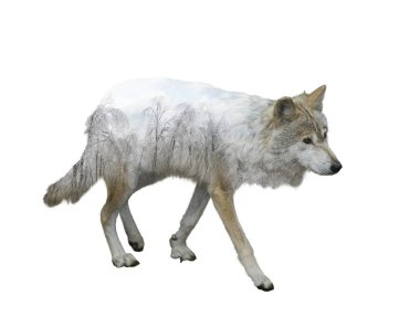 Kış zamanında kurt çift pozlama