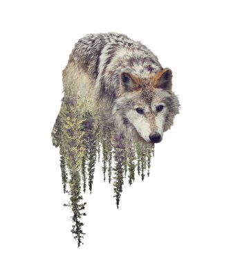 Double exposure of wolf and pine forest on white background clipart