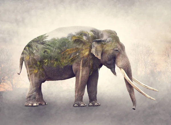 Двойное Воздействие Слонов Пальм Закате — стоковое фото