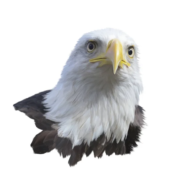 Portrait Bald Eagle Isolated White Background — Stock Photo, Image