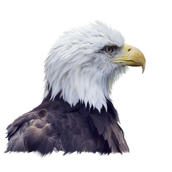 Portrait Bald Eagle Isolated White Background — Zdjęcie stockowe