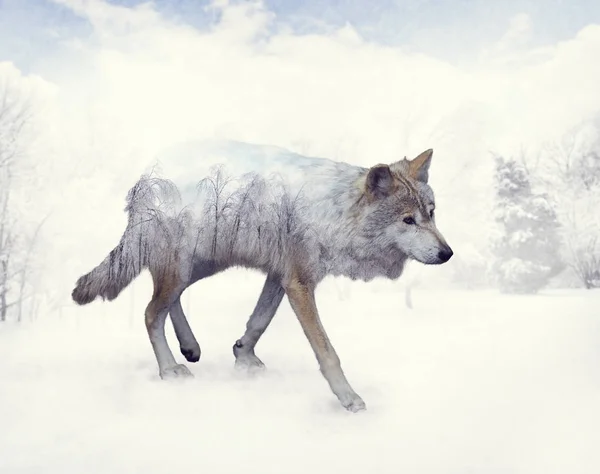 Dubbele Blootstelling Van Wolf Het Bos Van Winter — Stockfoto