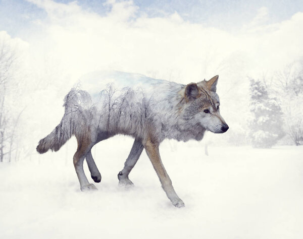 Double exposure of wolf in the winter woods