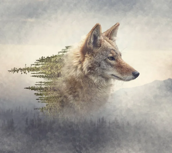 Dubbel Exponering Coyote Porträtt Och Tall Skog Berget — Stockfoto