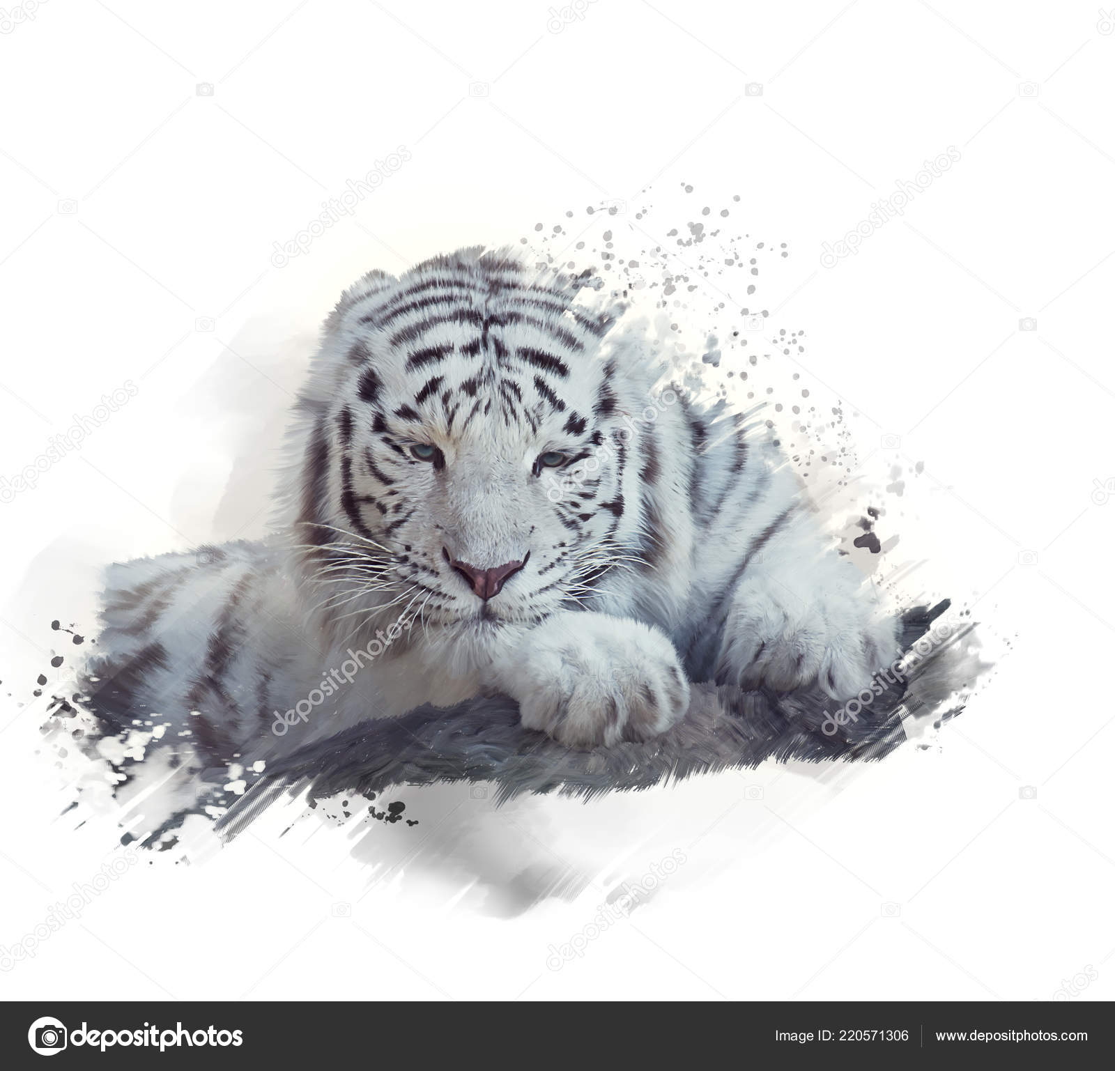 Peinture Aquarelle Tigre Blanc Sur Fond Blanc Photographie