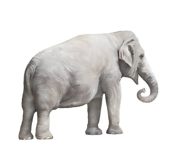 Aquarelle Femelle Éléphant Isolée Sur Fond Blanc — Photo