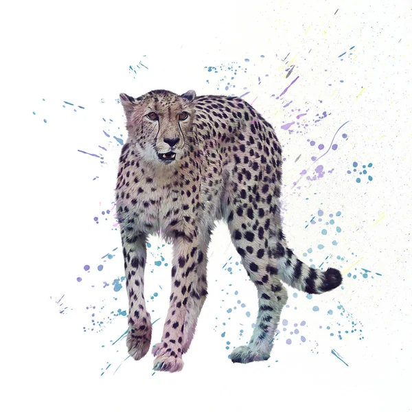 Çita Beyaz Arka Plan Üzerinde Dijital Suluboya Resim — Stok fotoğraf