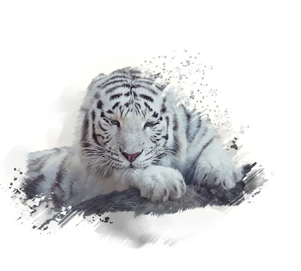Akwarela Biały Tygrys Białym Tle — Zdjęcie stockowe