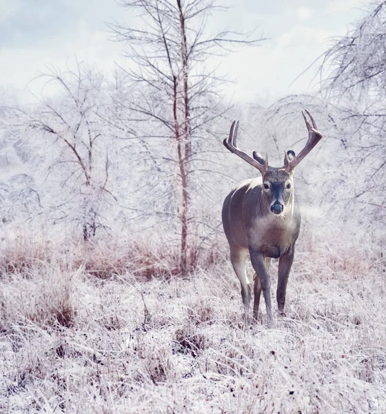 Veados Floresta Inverno Após Tempestade Neve — Fotografia de Stock