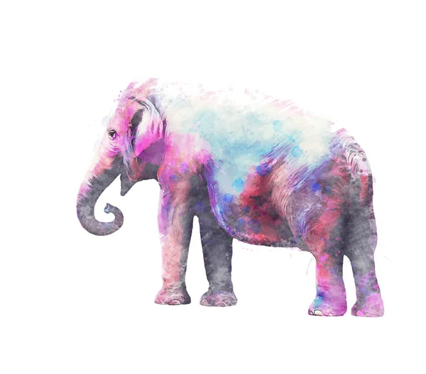 Sloní Samice Akvarel Bílém Pozadí — Stock fotografie