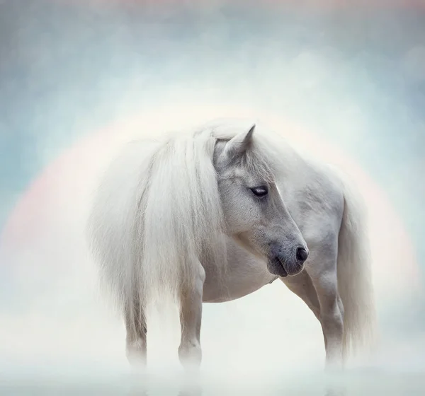 夕暮れ時の白い馬の肖像画 — ストック写真