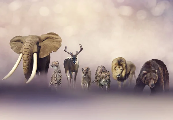 Group Wild Animals Wildlife Theme Background — Stock Photo, Image