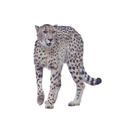 Beyaz arka plan üzerinde izole cheetah dijital boyama
