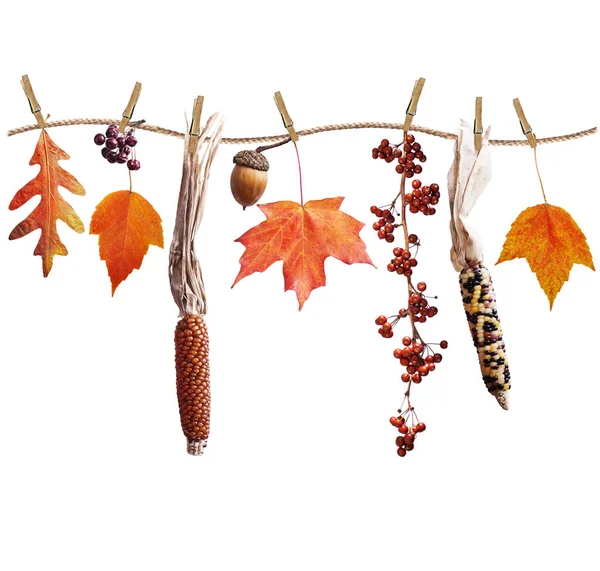 Bunte Herbstblätter Beeren Und Samen Anordnung Isoliert Auf Weißem Hintergrund — Stockfoto