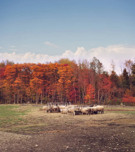 Colorful Autumn Drzewa Gospodarstwie Owiec — Zdjęcie stockowe