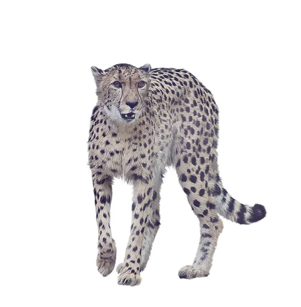Digital Painting Cheetah Isolated White Background — Stock Photo, Image
