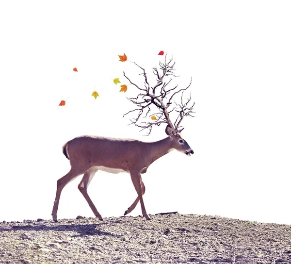 Beyaz Arka Plan Üzerinde Izole Sonbahar Ağaç Boynuz Geyik — Stok fotoğraf