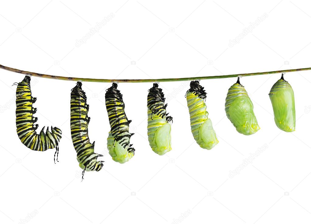  monarch caterpillar  in various stages of shedding until the skin falls away and a chrysalis  to take shape