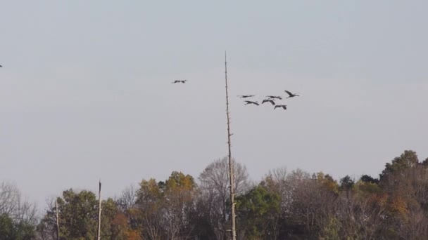 Sandhill Cranes Sunset Migration — Stock Video