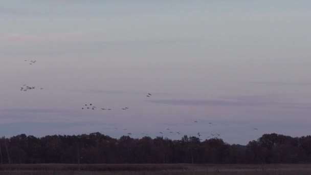 Tiempo Lapso Grúas Sandhill Aterrizaje Pantano Para Noche Durante Migración — Vídeos de Stock