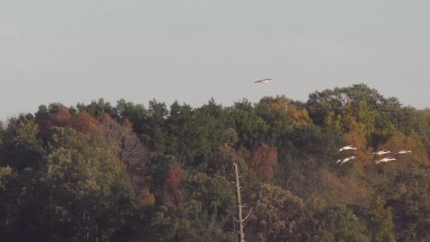 Psammophila Kranen Landing Moeras Voor Nacht Tijdens Migratie — Stockvideo