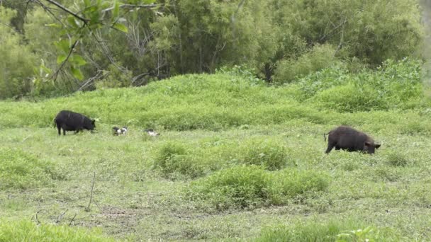 Wildschweinfamilie Mit Ferkeln Floridas Feuchtgebieten — Stockvideo