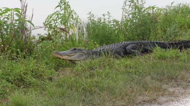 American Alligator Resting Lake — Stock Video