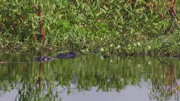 Två Stora Alligatorer Kämpa Parningssäsongen — Stockvideo