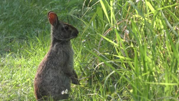 Marsh Rabbit Alimenta Hierba Los Humedales Florida — Vídeos de Stock