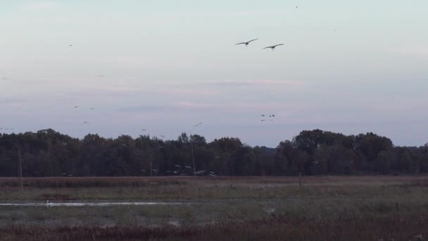 Sandhill Dźwigi Zachodzie Słońca Podczas Migracji — Wideo stockowe