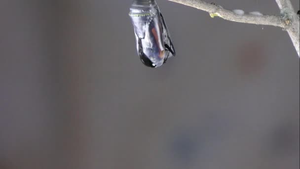 Voltas Temporais Borboleta Monarca Emergindo Crisálida — Vídeo de Stock