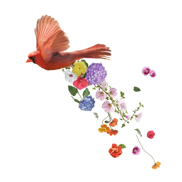 Male Northern Cardinal Flying Flowers Watercolor Painting Isolated White Background — Stock Photo, Image