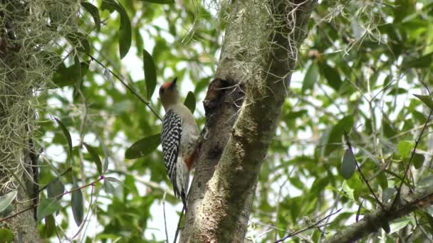Red Bellied Woodpecker Alimenta Insetos — Vídeo de Stock