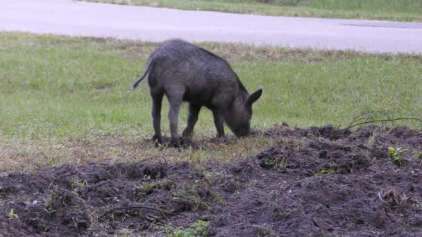 Young Wild Hog Digging Dirt Rural Road — Stock Video