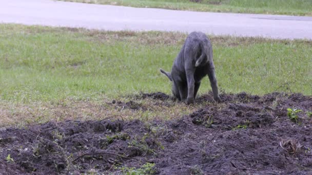 Young Wild Hog Digging Dirt Rural Road — Stock Video